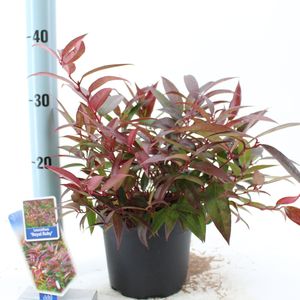 Leucothoe keiskei 'Royal Ruby' (About Plants Zundert BV)