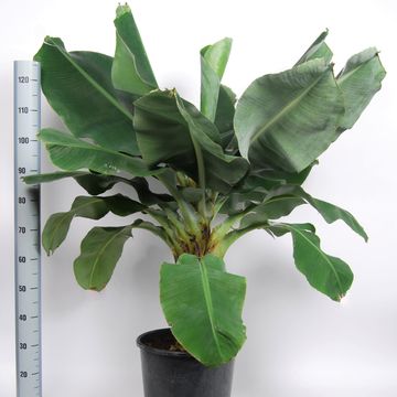 Musa 'Dwarf Cavendish'
