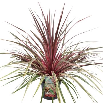 Cordyline australis 'Can Can'