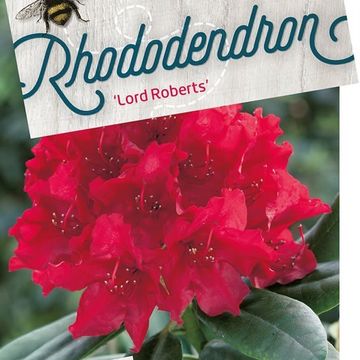 Rhododendron 'Lord Roberts'