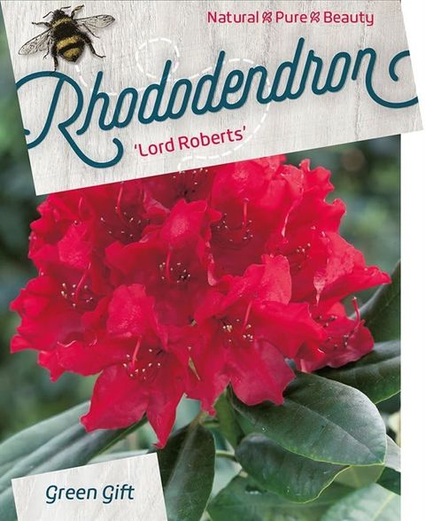 Rhododendron 'Lord Roberts'