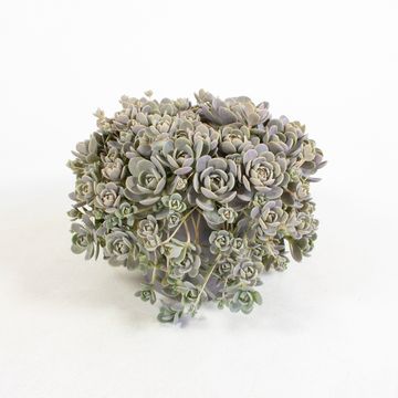 Orostachys iwarenge