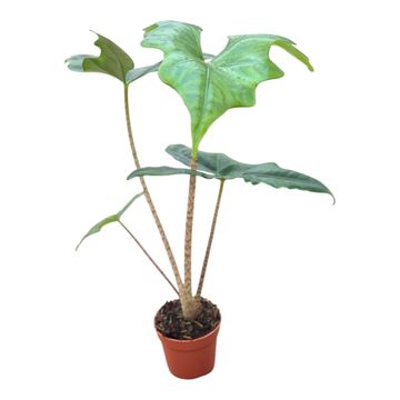 Alocasia nycteris 'Bat Wing'