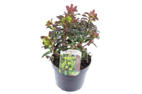 Euphorbia amygdaloides 'Purpurea'