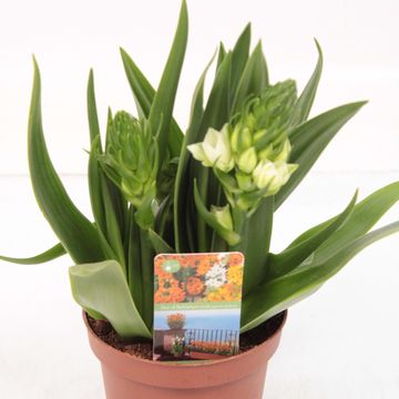 Ornithogalum thyrsoides 'Little White Star'