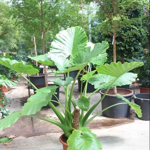 Alocasia macrorrhizos — Plant Wholesale FlorAccess