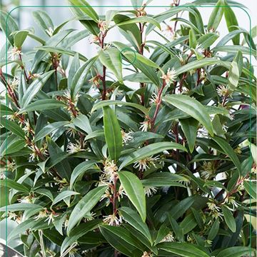 Sarcococca hookeriana PURPLE GEM