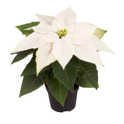 Euphorbia pulcherrima 'Mini'