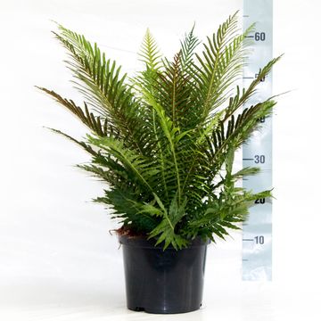 Blechnum gibbum 'Silver Lady'