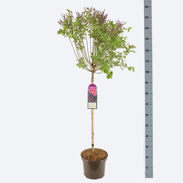 Syringa BLOOMERANG DARK PURPLE