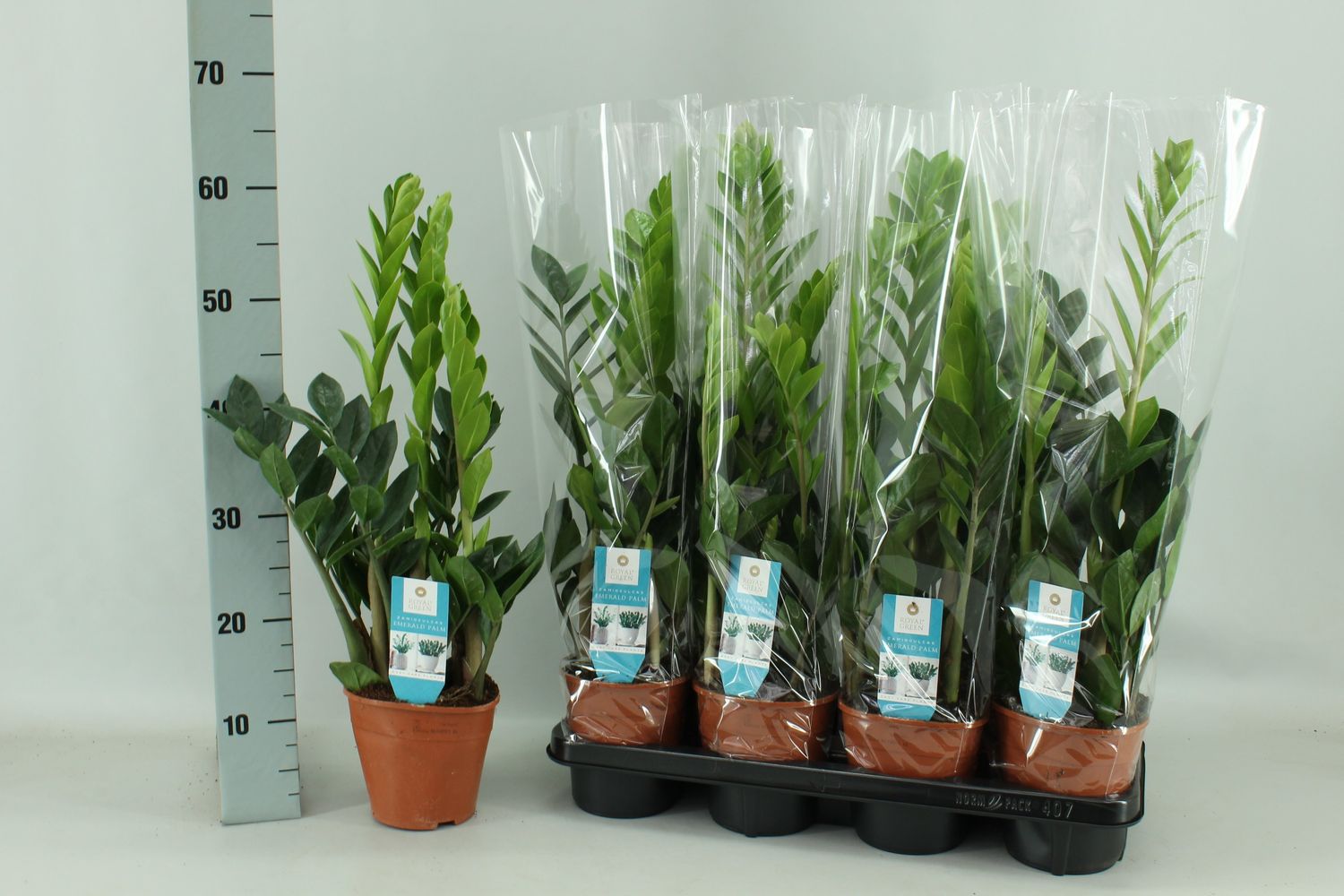 Zamioculcas zamiifolia — Plant Wholesale FlorAccess