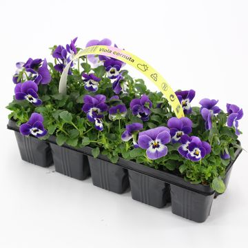 Viola CORNUTA MIX