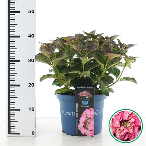 Hydrangea macrophylla TIFFANY PINK