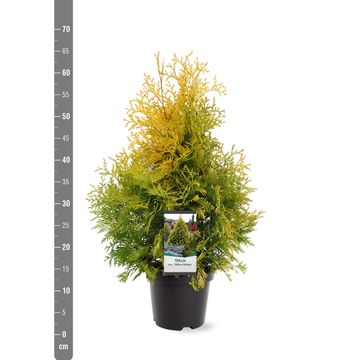 Thuja occidentalis 'Yellow Ribbon'