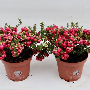 Gaultheria mucronata
