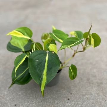 Филодендрон scandens 'Brasil'