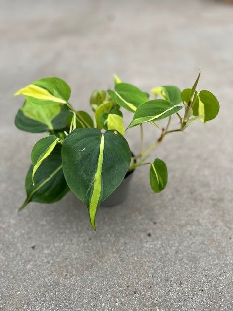 Filodendro scandens 'Brasil'