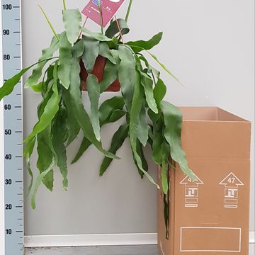 Epiphyllum oxypetalum