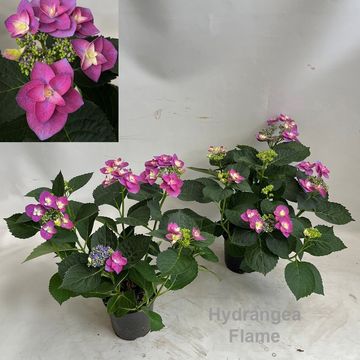 Hydrangea macrophylla FLAME PURPLE