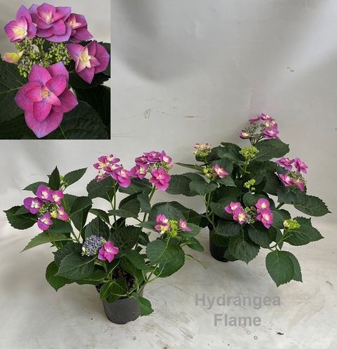 Hydrangea macrophylla FLAME PURPLE
