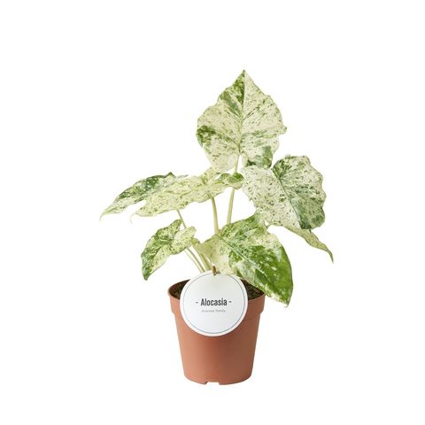 Alocasia macrorrhizos 'Splash'