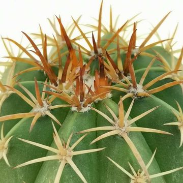 Melocactus concinnus