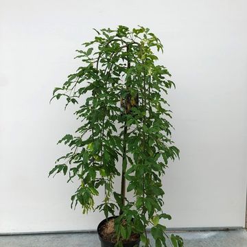 Laburnum alpinum 'Pendulum'