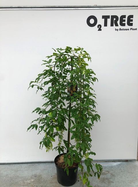 Laburnum alpinum 'Pendulum'