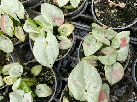 Syngonium MILK CONFETTI