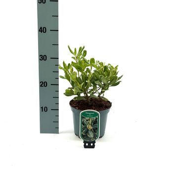 Pittosporum tobira 'Variegatum'