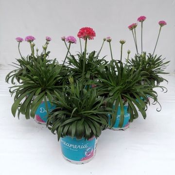 Armeria pseudarmeria DREAMERIA DAYDREAM