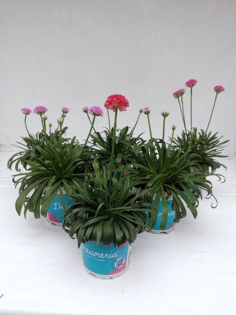 Armeria pseudarmeria DREAMERIA DAYDREAM