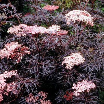 Sambucus nigra BLACK LACE