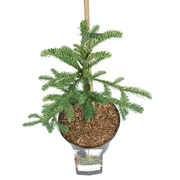 Abies procera 'Rat Tail'