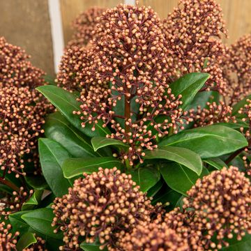 Skimmia japonica DELIGHT