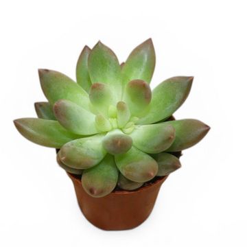Echeveria 'Princess'