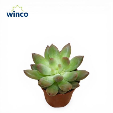 Echeveria 'Princess'