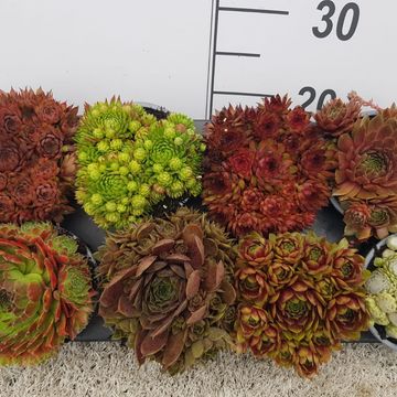 Sempervivum MIX
