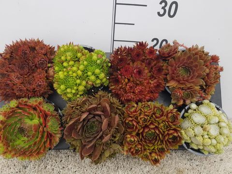 Sempervivum MIX