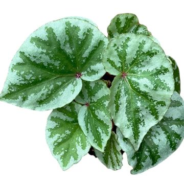 Begonia 'Temuyuk Silver'