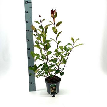 Photinia x fraseri 'Red Robin'