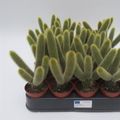 Borzicactus