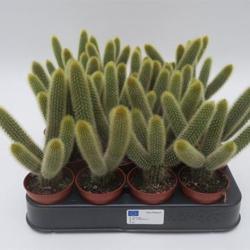 Borzicactus