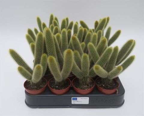 Borzicactus