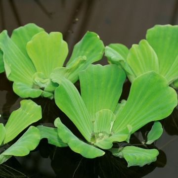 Pistia stratiotes