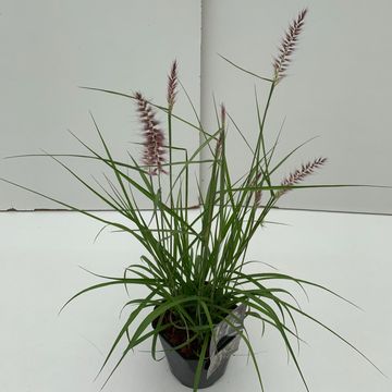 Pennisetum orientale 'Karley Rose'