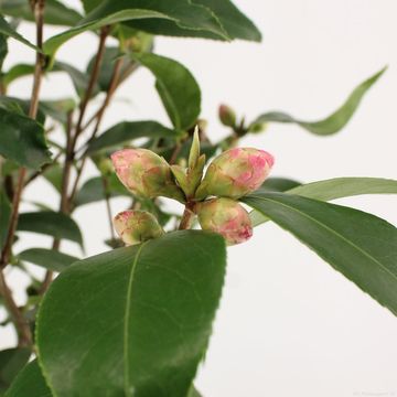 Camellia 'Spring Festival'