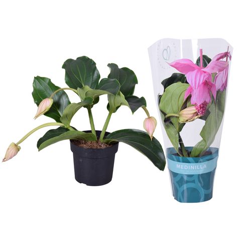 Medinilla magnifica 'Pinatubo'