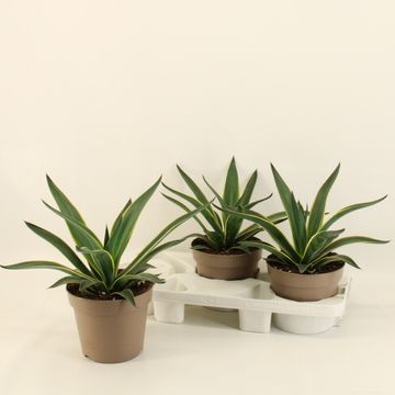Agave desmettiana 'Variegata'