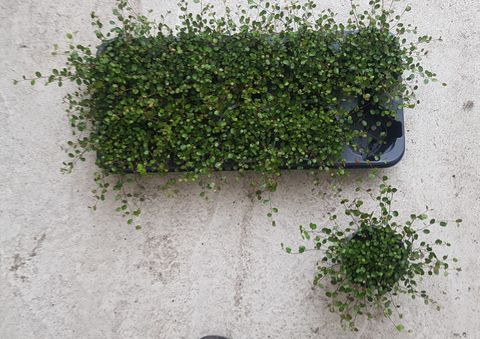 Muehlenbeckia complexa